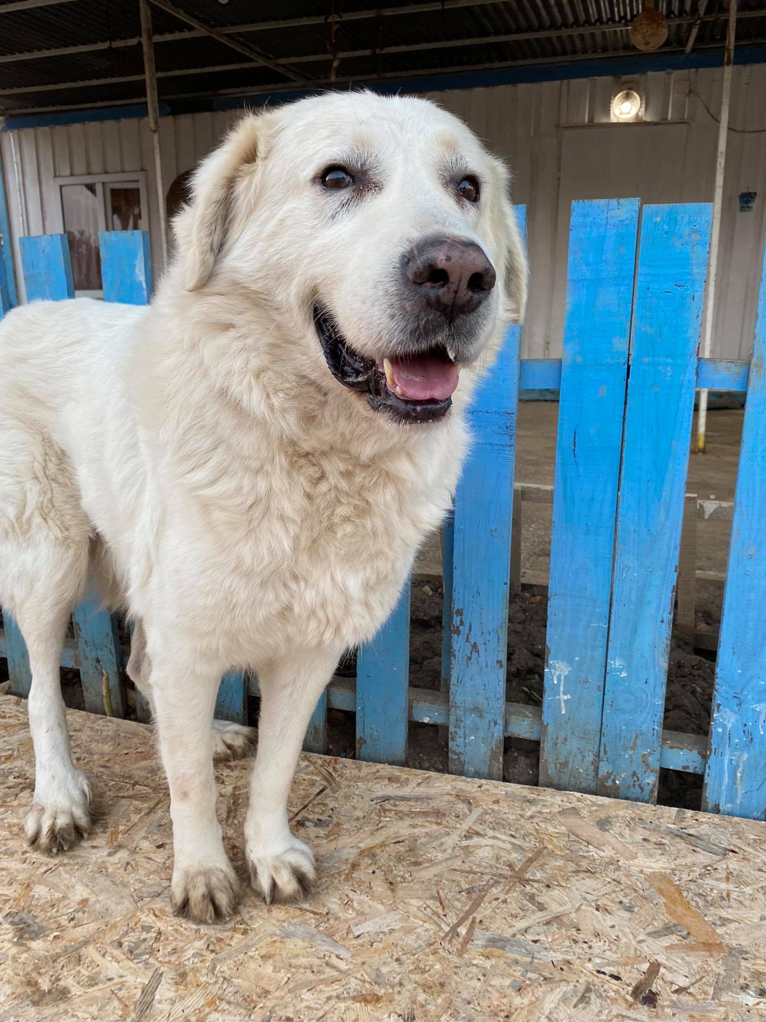 Turk (fka Butters)  
